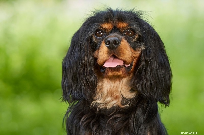 10 Stunning Orange & Black Dogs You’ll Love – Photos Included