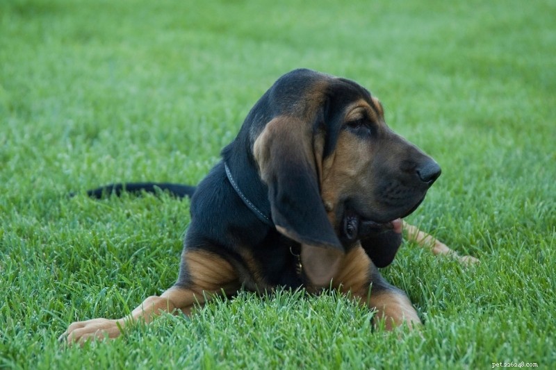10 Stunning Orange & Black Dogs You’ll Love – Photos Included