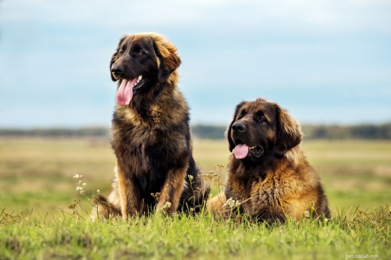 10 Stunning Orange & Black Dogs You’ll Love – Photos Included