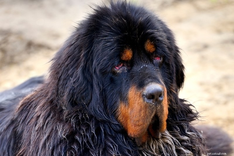 10 Stunning Orange & Black Dogs You’ll Love – Photos Included