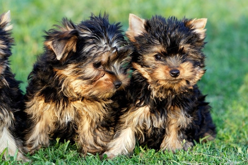 10 Stunning Orange & Black Dogs You’ll Love – Photos Included