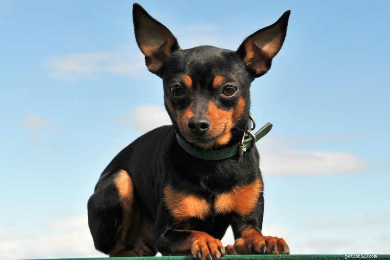 10 Stunning Orange & Black Dogs You’ll Love – Photos Included