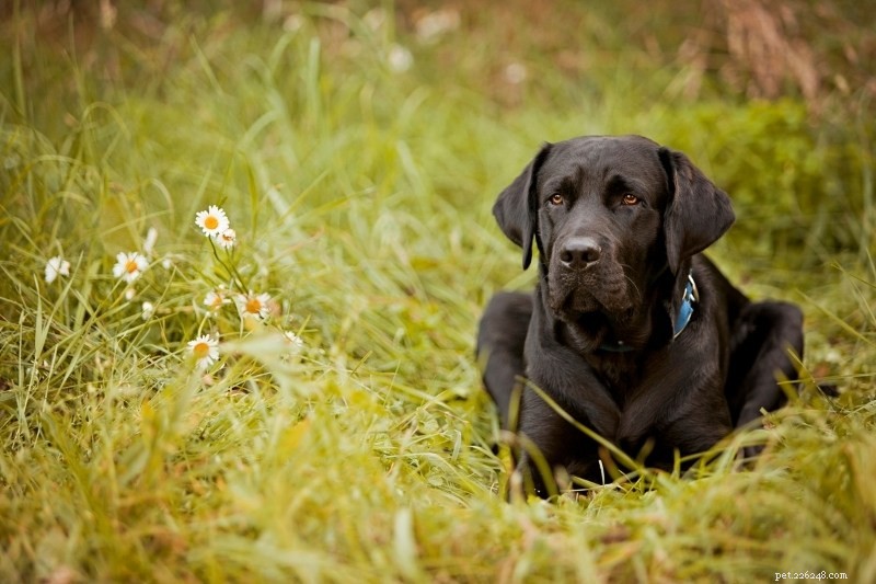 21 Stunning Black Dog Breeds – A Visual Guide
