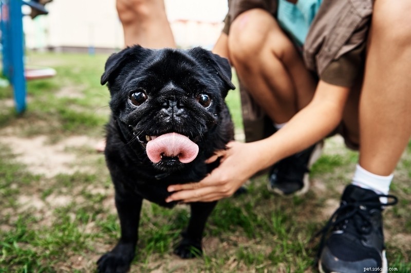 21 Stunning Black Dog Breeds – A Visual Guide