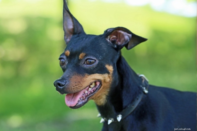 21 Stunning Black Dog Breeds – A Visual Guide