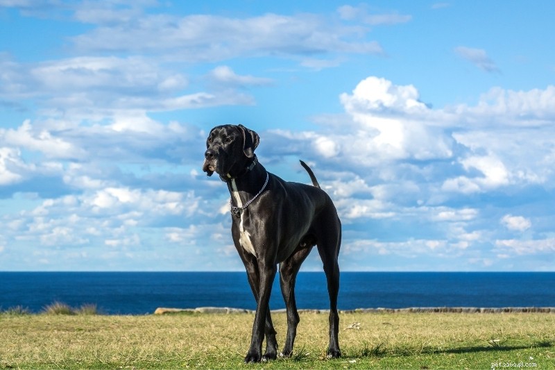 21 Stunning Black Dog Breeds – A Visual Guide