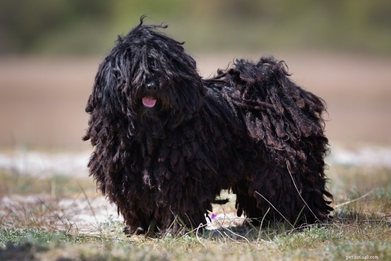 21 Stunning Black Dog Breeds – A Visual Guide