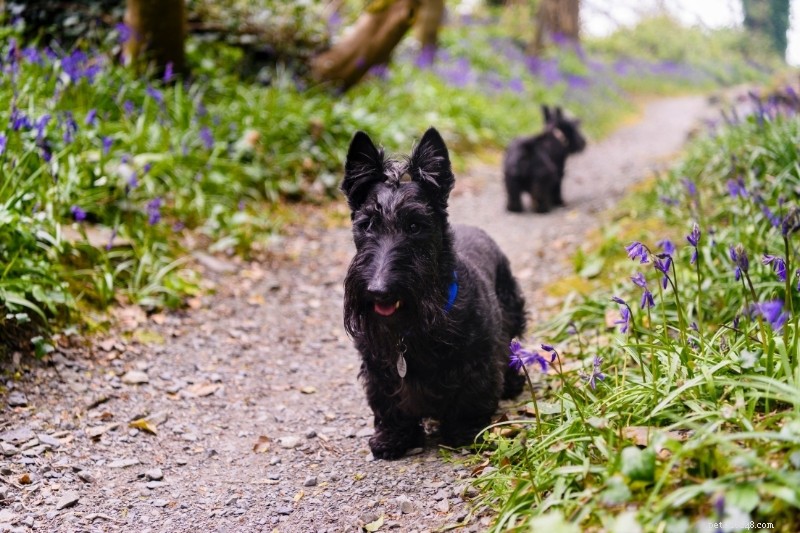 21 Stunning Black Dog Breeds – A Visual Guide