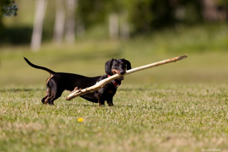 21 Stunning Black Dog Breeds – A Visual Guide