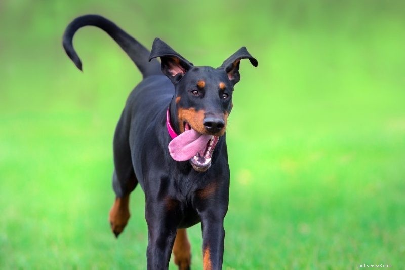 21 Stunning Black Dog Breeds – A Visual Guide
