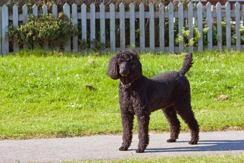 21 Stunning Black Dog Breeds – A Visual Guide