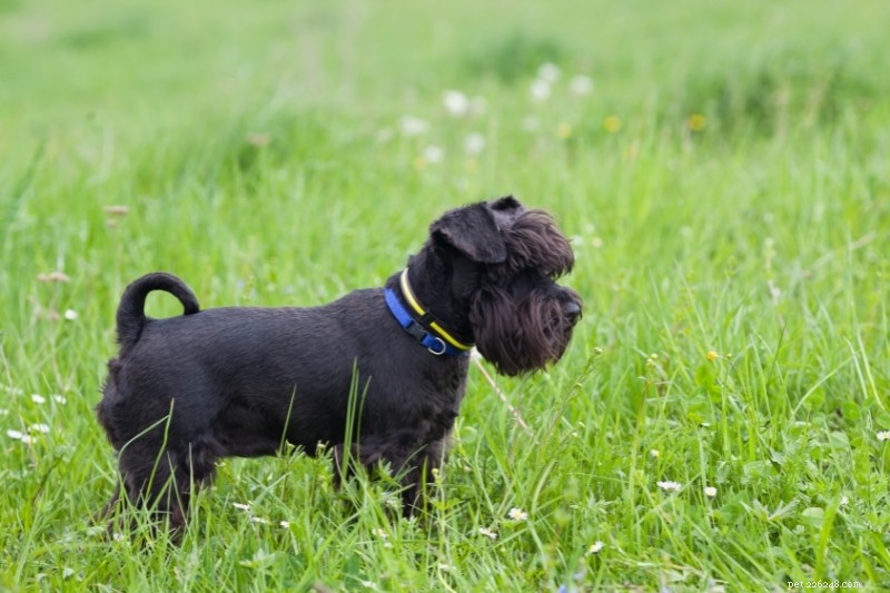 21 Stunning Black Dog Breeds – A Visual Guide