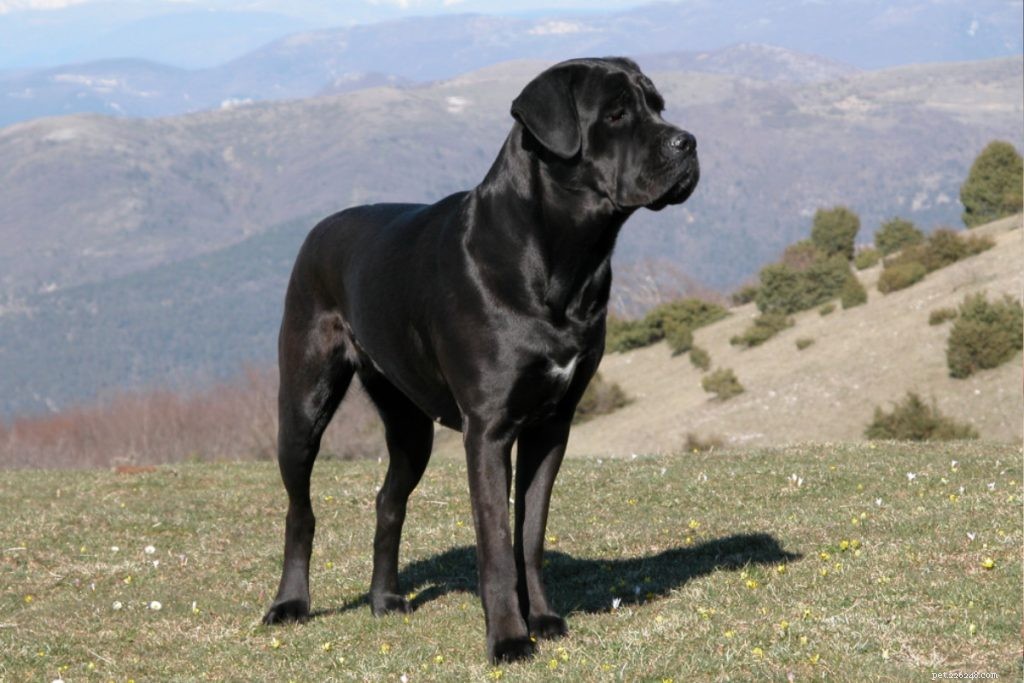 21 Stunning Black Dog Breeds – A Visual Guide