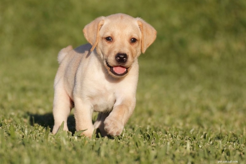 Labrador Retrievers: Easy to Train? A Guide for First-Time Owners
