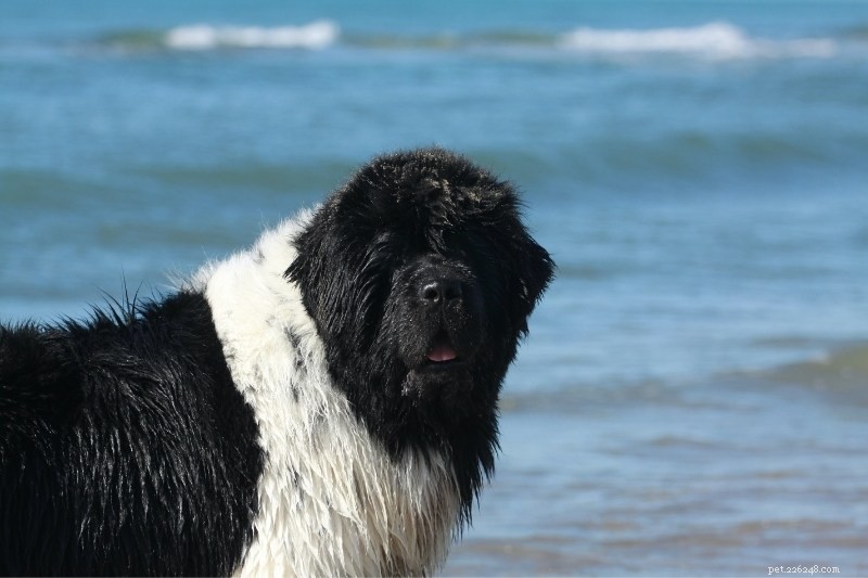All Newfoundland Coat Colors Explained – With Stunning Pictures