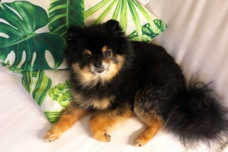 Explore the 25 Pomeranian Coat Colors: A Complete Guide
