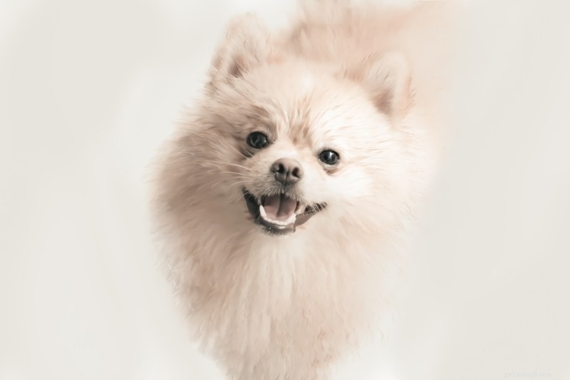 Explore the 25 Pomeranian Coat Colors: A Complete Guide