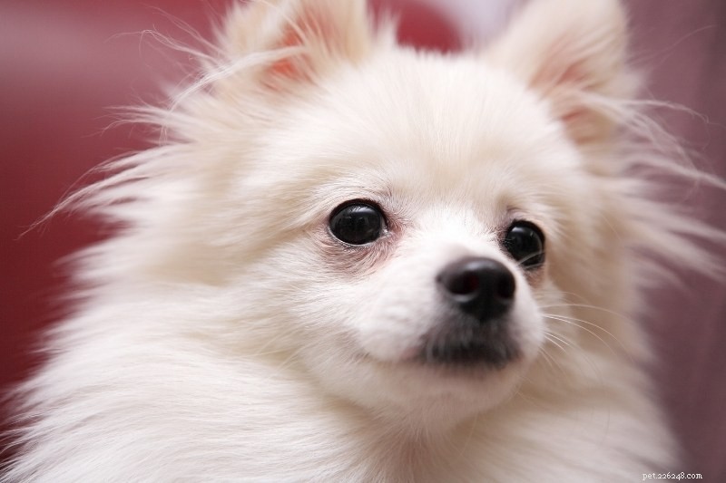 Explore the 25 Pomeranian Coat Colors: A Complete Guide