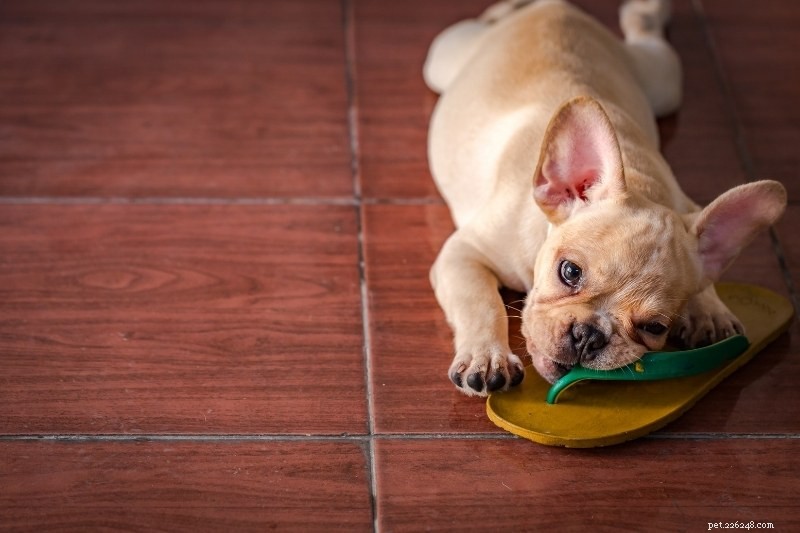 10 Stunning Beige Dogs You’ll Love to Adopt