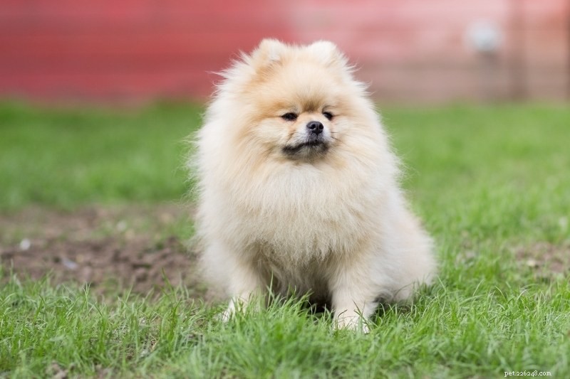 10 Stunning Beige Dogs You’ll Love to Adopt