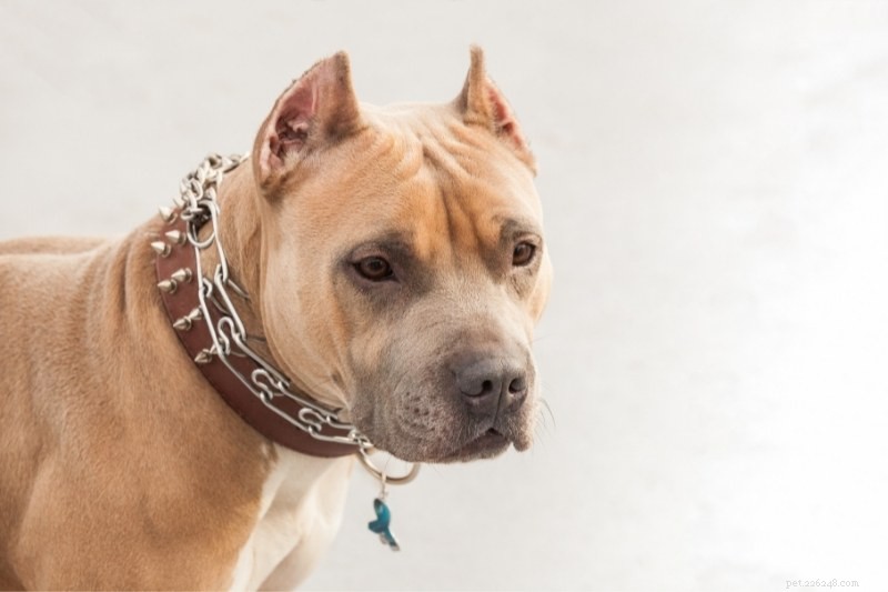 10 Stunning Beige Dogs You’ll Love to Adopt
