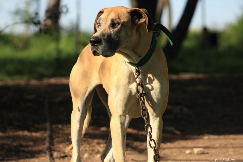 10 Stunning Beige Dogs You’ll Love to Adopt