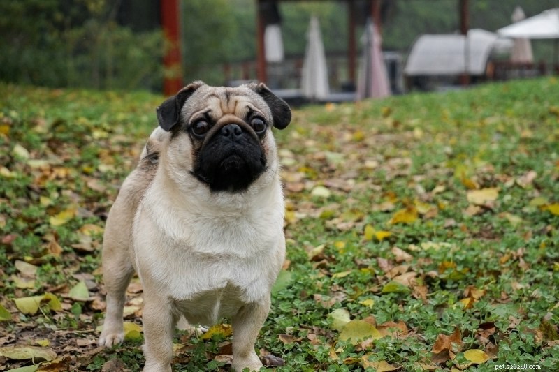 10 Stunning Beige Dogs You’ll Love to Adopt
