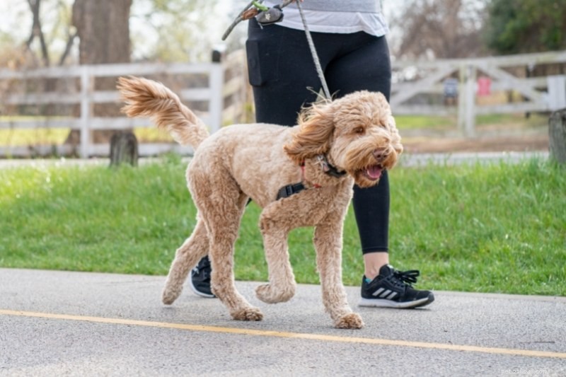 10 Stunning Beige Dogs You’ll Love to Adopt