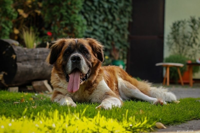 Expert Guide: All Saint Bernard Dog Colors Explained