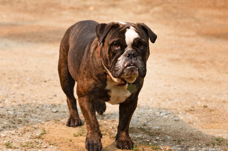 Discover 20 Beautiful Sable‑Coated Dog Breeds (With Photos)