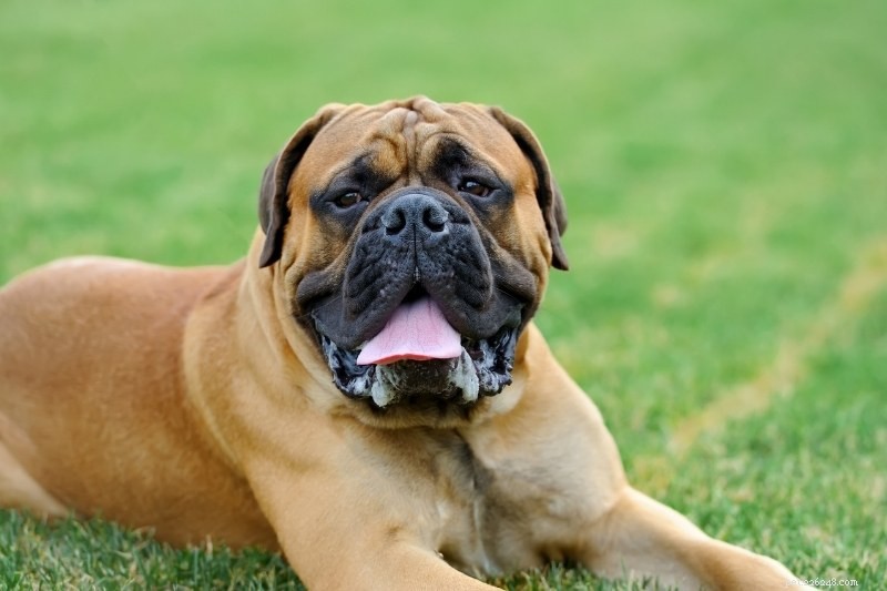Discover 20 Beautiful Sable‑Coated Dog Breeds (With Photos)