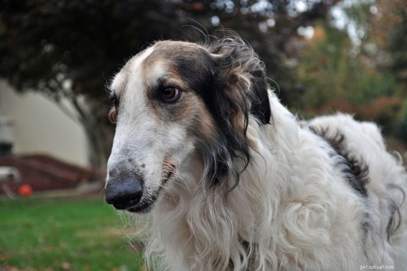 Discover 20 Beautiful Sable‑Coated Dog Breeds (With Photos)