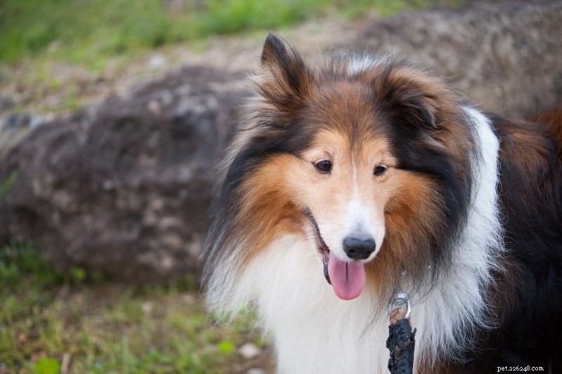 Discover 20 Beautiful Sable‑Coated Dog Breeds (With Photos)