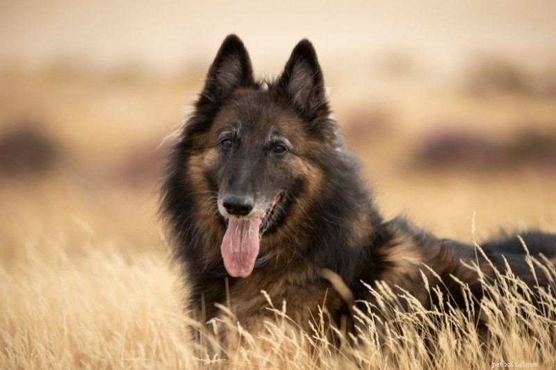 Discover 20 Beautiful Sable‑Coated Dog Breeds (With Photos)
