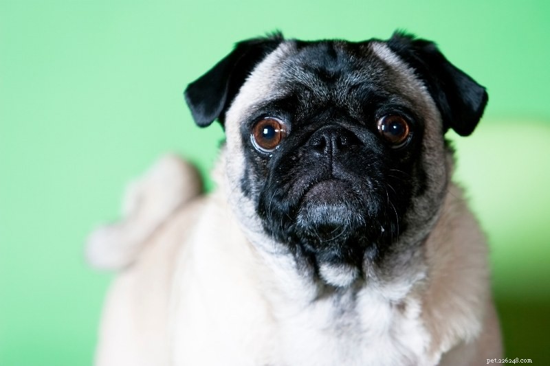 Discover 20 Beautiful Sable‑Coated Dog Breeds (With Photos)