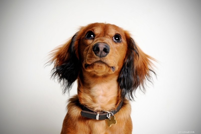 Discover 20 Beautiful Sable‑Coated Dog Breeds (With Photos)