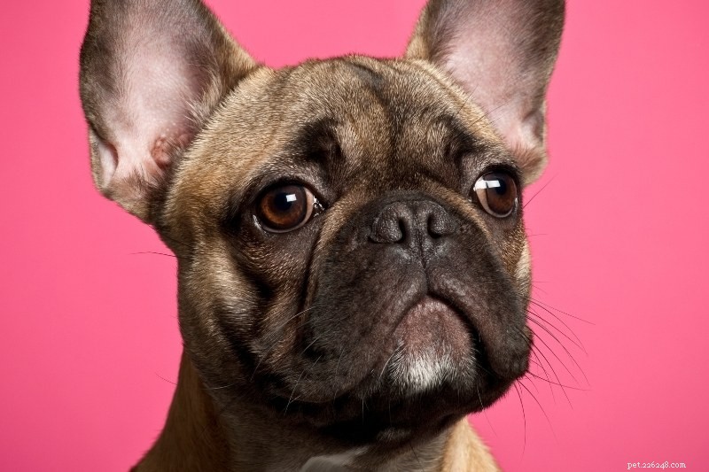 Discover 20 Beautiful Sable‑Coated Dog Breeds (With Photos)