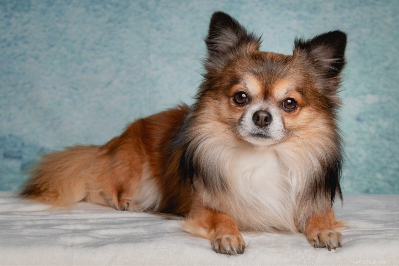 Discover 20 Beautiful Sable‑Coated Dog Breeds (With Photos)