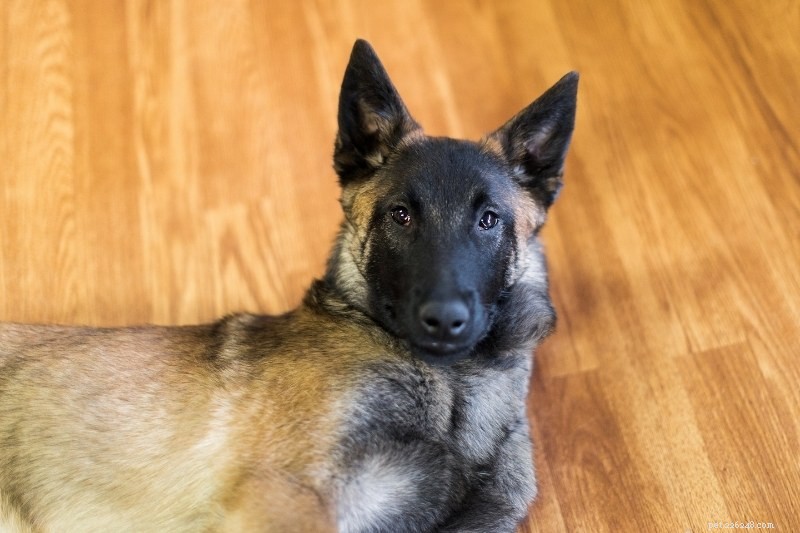 Discover 20 Beautiful Sable‑Coated Dog Breeds (With Photos)
