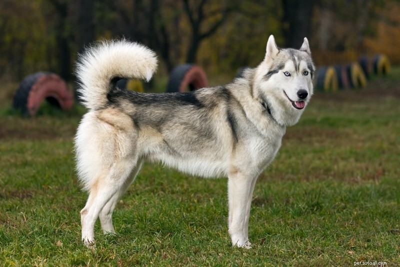 Discover 20 Beautiful Sable‑Coated Dog Breeds (With Photos)