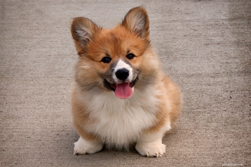 Discover 20 Beautiful Sable‑Coated Dog Breeds (With Photos)