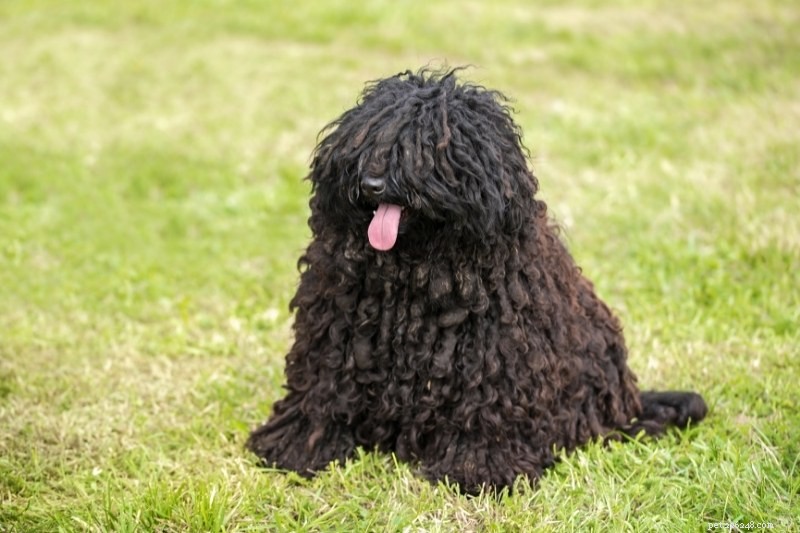 6 Dog Breeds with Stunning Dreadlock Coats (Photos Inside)