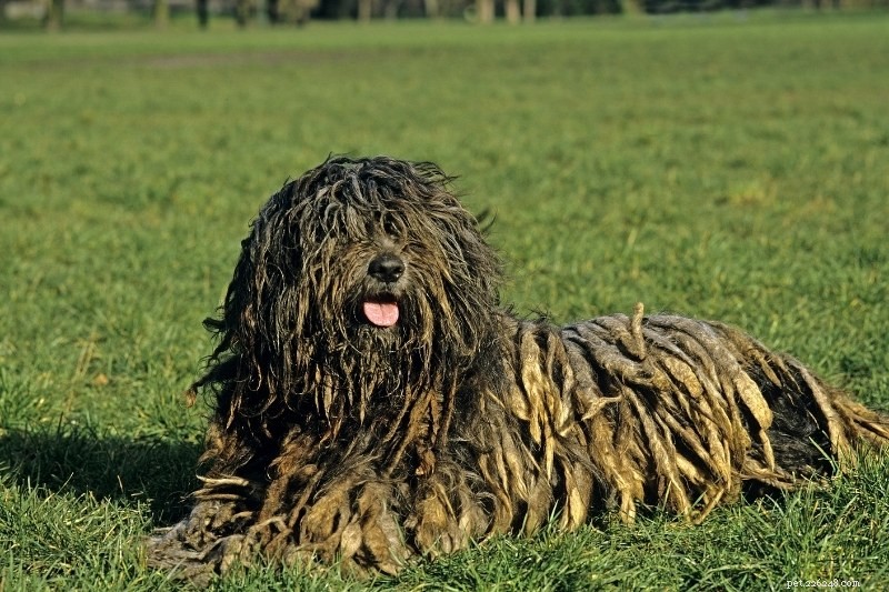 6 Dog Breeds with Stunning Dreadlock Coats (Photos Inside)