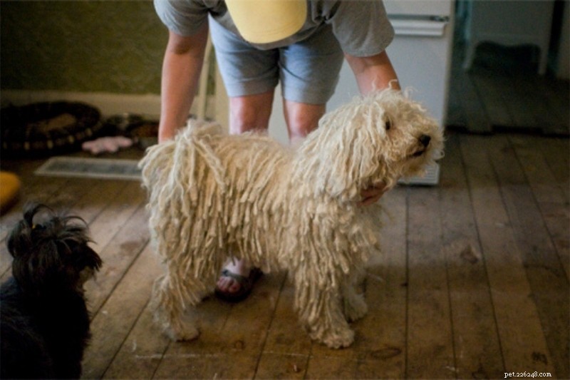 6 Dog Breeds with Stunning Dreadlock Coats (Photos Inside)