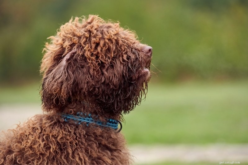 6 Dog Breeds with Stunning Dreadlock Coats (Photos Inside)