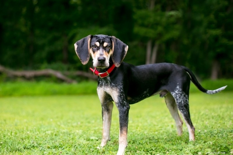 Explore the Varieties of Coonhounds: Types, Traits, and Images