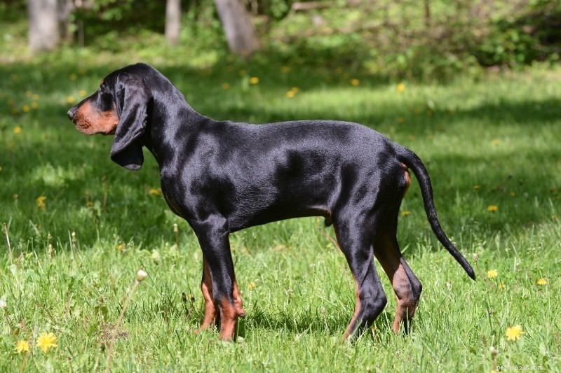 Explore the Varieties of Coonhounds: Types, Traits, and Images
