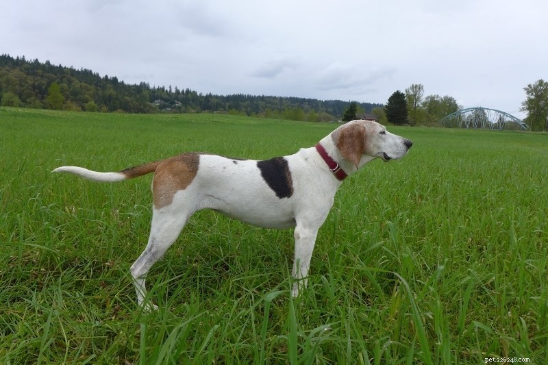 Explore the Varieties of Coonhounds: Types, Traits, and Images