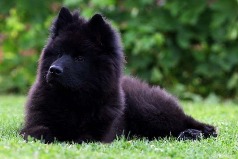 Can Samoyeds Have Black Coats? A Realistic Look at Breed Color Variations