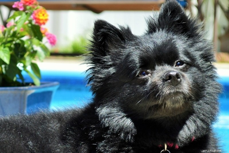 Can Samoyeds Have Black Coats? A Realistic Look at Breed Color Variations